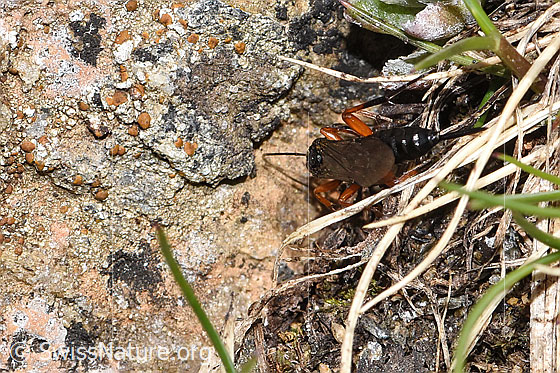 Photo: Probably Pimpla rufipes. Length 11mm. Female. View from behind top.