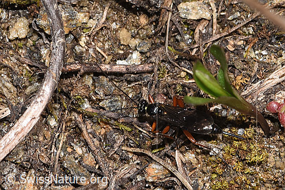 Photo: Probably Pimpla rufipes. Length 11mm. Female. View from above.