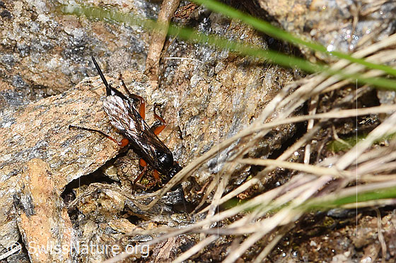 Photo: Probably Pimpla rufipes. Length 11mm. Female. View from above.