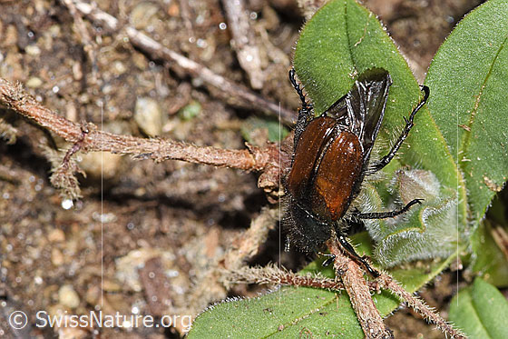 Photo: Phyllopertha horticola. Length 8.5 - 11mm. View from behind top.