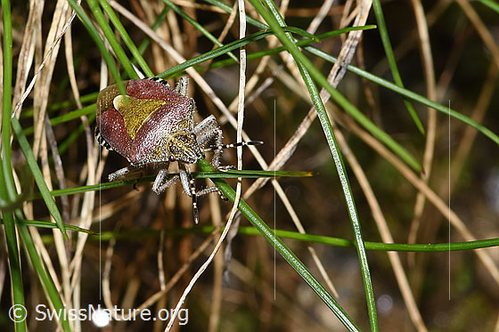 Foto: Beerenwanze (Dolycoris baccarum). Länge 10 - 12mm. Ansicht von vorne oben.