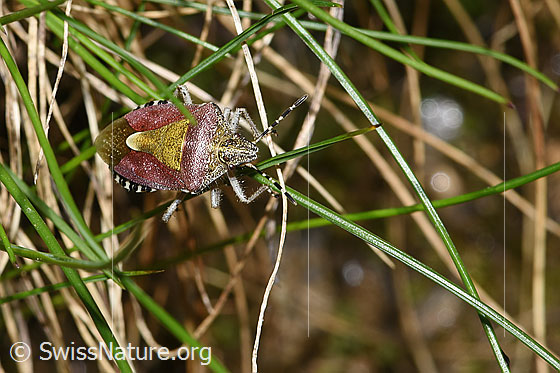 Photo: Dolycoris baccarum. Length 10 - 12mm. View from above.