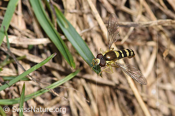 Photo: Sphaerophoria interrupta. Male. View from top front.
