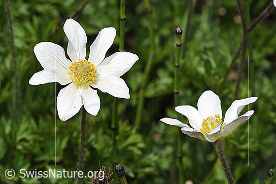 Photo: Anemone baldensis. Blossoms.