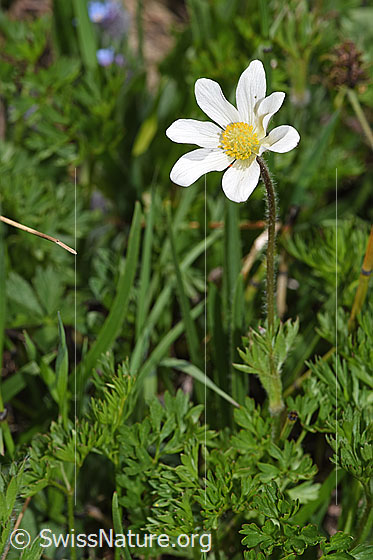 Photo: Anemone baldensis. Whole plant (habit). Height = 16cm.