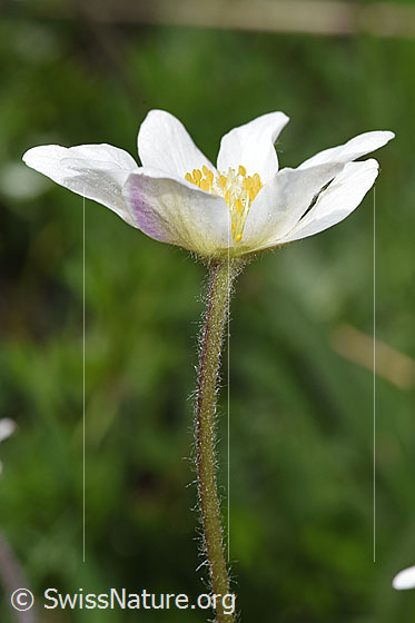 Photo: Anemone baldensis. Stem and blossom. View from the side.