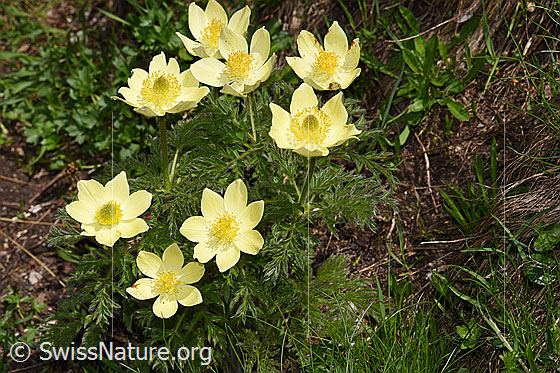 Photo: Pulsatilla alpina ssp. Apiifolia. Whole plant (habit). Height = 25cm.