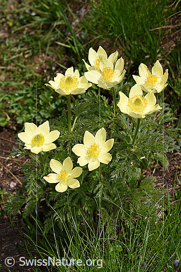Photo: Pulsatilla alpina ssp. Apiifolia. Whole plant (habit). Height = 25cm.
