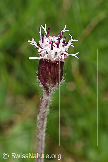 Photo: Homogyne alpina. Blossom and stem.
Lat.: Homogyne alpina
Family: Asteraceae
Genus: Homogyne