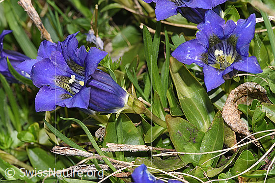 Photo: Gentiana acualis. Whole plant (habit). Height = 8cm.