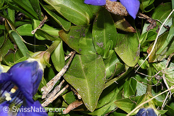 Photo: Gentiana acualis. Leaves.