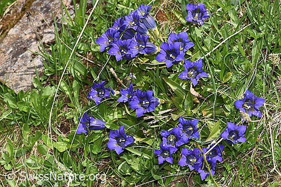 Photo: Gentiana acualis. Several specimens of the plant.