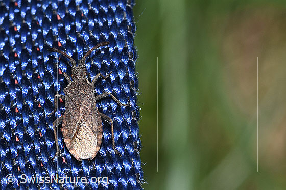 Photo: Coriomeris denticulatus. Length 8 - 9.5Mm. View from above.