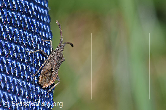 Foto: Coriomeris denticulatus (Randwanze). Länge 8 - 9.5mm. Ansicht von schräg oben.