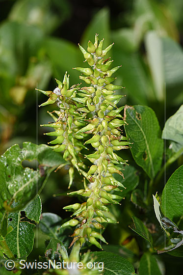 Foto: Wahrscheinlich Sal-Weide (Salix caprea). Fruchtstand.