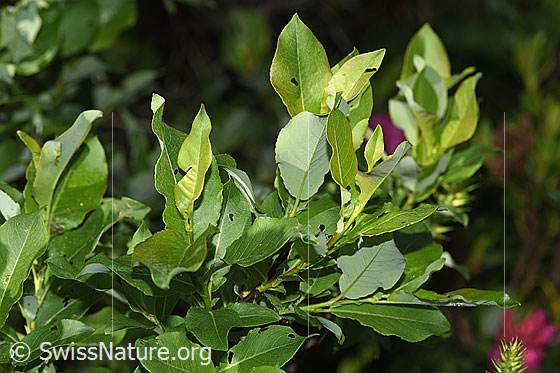 Foto: Wahrscheinlich Sal-Weide (Salix caprea). Ästchen und Blätter.