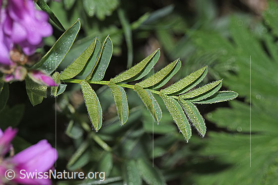 Foto: Alpen-Süssklee (Hedysarum hedysaroides). Blätter.