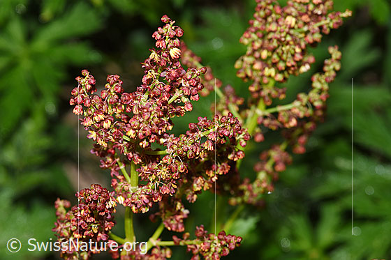 Photo: Rumex alpestris. Blossoms.