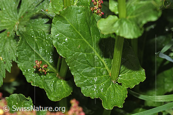 Photo: Rumex alpestris. Stem and Stem leaf.