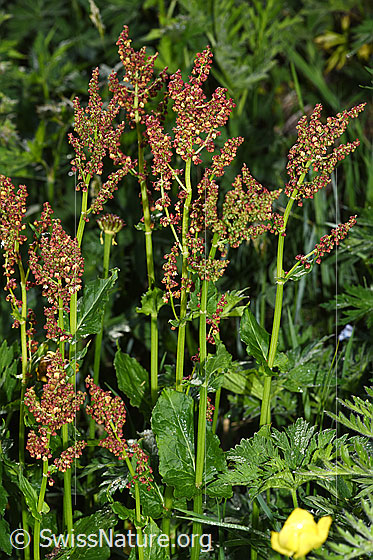 Berg-Sauerampfer (Rumex alpestris)