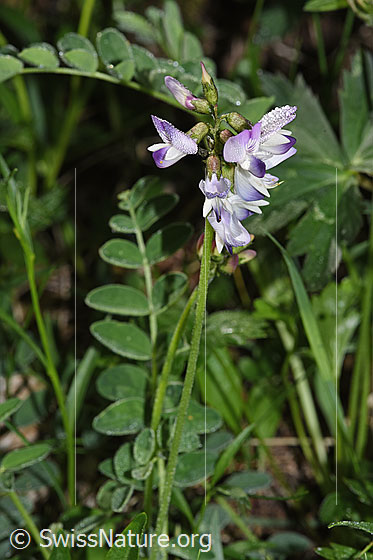 Foto: Alpen-Tragant (Astragalus alpinus). Ganze Pflanze (Habitus). Höhe: 14cm.