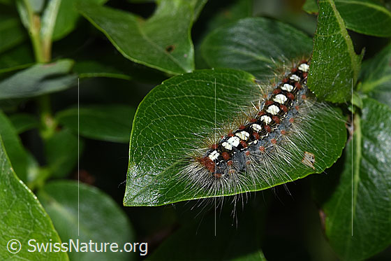 Foto: Pappelspinner Raupe (Leucoma salicis) auf Sal-Weide (Salix caprea). Länge: 35mm. Ansicht von seitlich hinten oben.