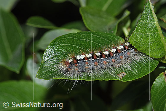 Foto: Pappelspinner Raupe (Leucoma salicis) auf Sal-Weide (Salix caprea). Länge: 35mm. Ansicht von seitlich oben.