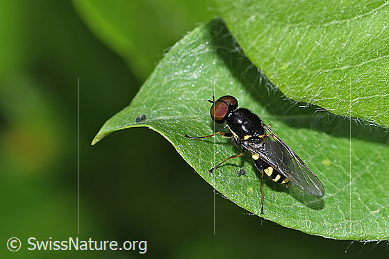 Oxycera pygmaea (Waffenfliege)