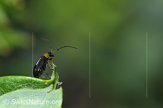 Luperus flavipes (Blattkäfer)
