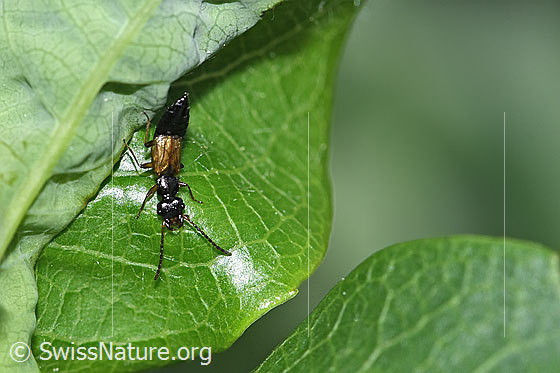 Photo: Anthophagus alpinus. Length 3 - 4mm. Female. View from above.