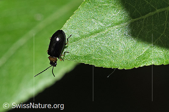 Foto: Schwarzer Weidenblattkäfer (Luperus luperus). Länge 4mm. Weibchen. Ansicht von oben.