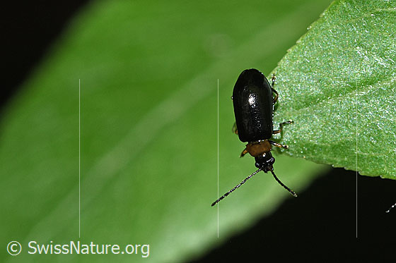Schwarzer Weidenblattkäfer (Luperus luperus)
