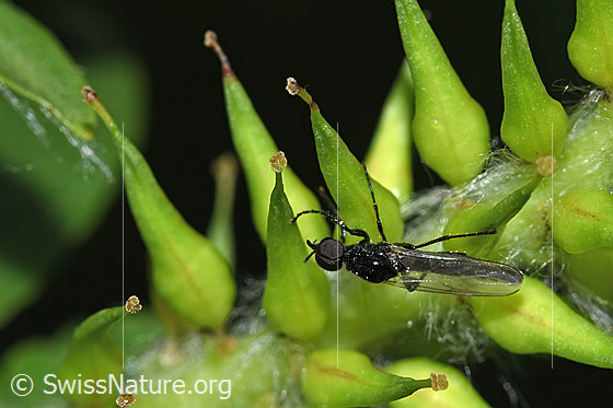 Photo: Dilophus febrilis. Length 5mm. Male. View from the side above.