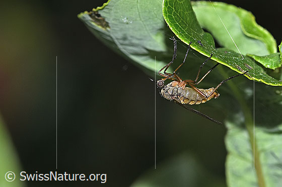 Photo: Fly of the genus Empis. Male. View from the side.
