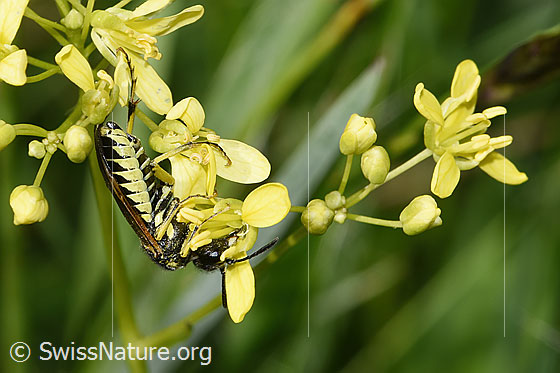 Photo: Probably Tenthredo brevicornis on Biscutella laevigata. Length 9 - 11mm. View from the side.