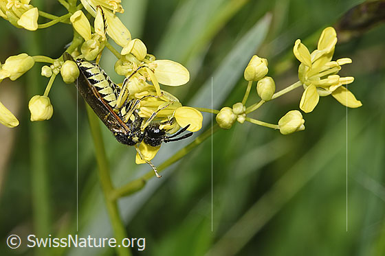 Photo: Probably Tenthredo brevicornis on Biscutella laevigata. Length 9 - 11mm. View from the side.
