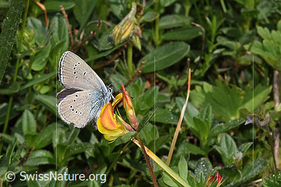 Foto: Wahrscheinlich Violetter Wald-Bläuling (Cyaniris semiargus) auf Alpen-Hornklee (Lotus alpinus). Flügel geschlossen. Ansicht von der Seite.