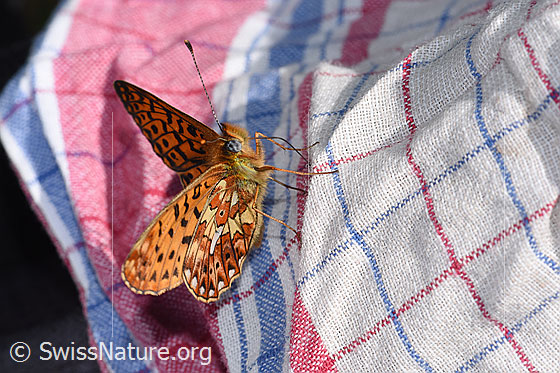 Foto: Silberfleck-Perlmuttfalter (Boloria euphrosyne). Flügel halb geöffnet. Ansicht von seitlich vorne oben.