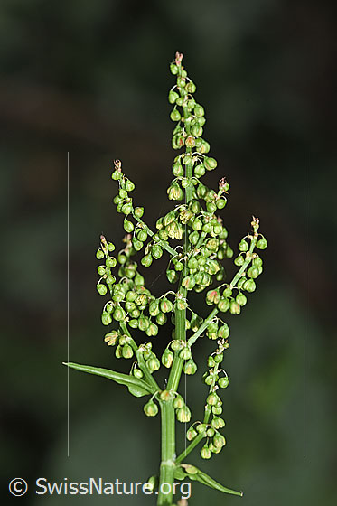 Photo: Rumex alpestris. Inflorescence. Blossoms already closed. Height of the entire plant: 64 cm.