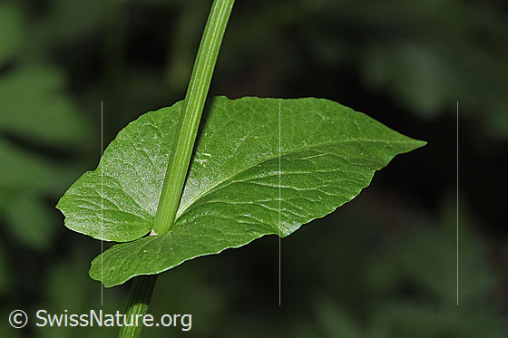 Photo: Rumex alpestris. Stem and stem leaf.