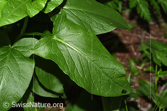 Photo: Rumex alpestris. Basal leaf.