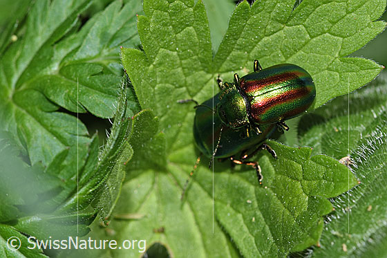 Photo: Probably Oreina speciosa. Length 10mm. View from above.