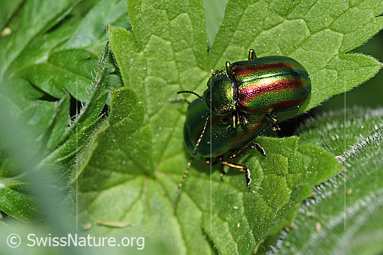 Oreina speciosa (Blattkäfer)