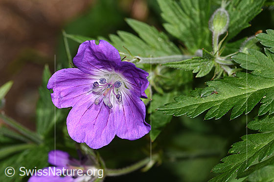 Foto: Wald-Storchschnabel (Geranium sylvaticum). Blüte. Ansicht von oben.