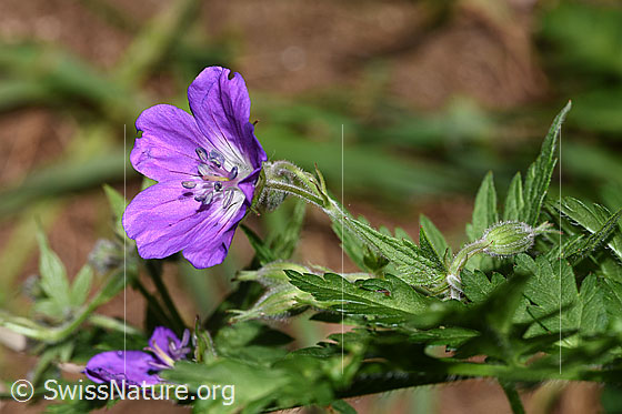 Photo: Geranium sylvaticum. Blossom. View from the side above.