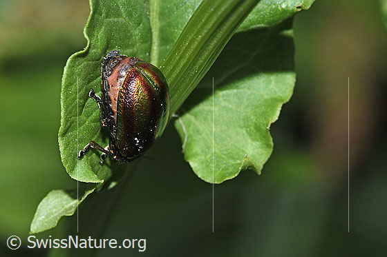 Photo: Probably Oreina speciosa. Length 10mm. Side fiew from behind.