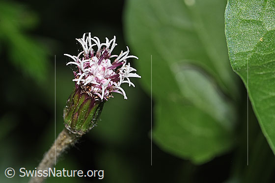 Foto: Alpenlattich (Homogyne alpina). Blüte. Ansicht von der Seite.