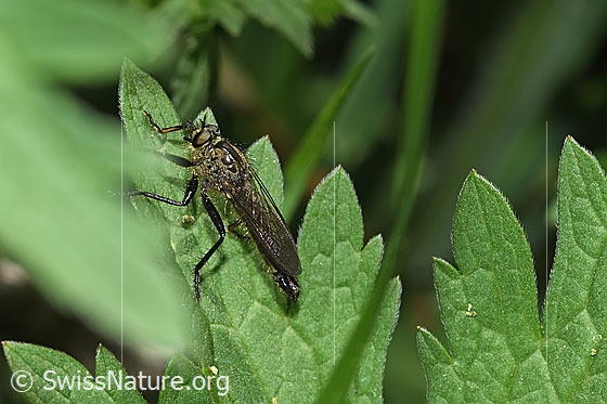 Photo: Didysmachus picipes. 14 - 18mm. Male. View from diagonally above.
