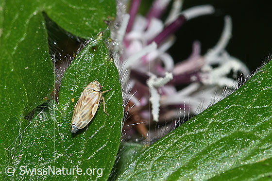 Foto: Bergblattzikade (Erythria manderstjernii). Ansicht von hinten oben.