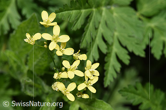 Foto: Gemeines Brillenschötchen (Biscutella laevigata). Blüten. Ansicht von oben.